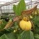 Cypripedium 'Inge'