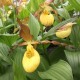 Cypripedium 'Inge'