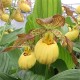 Cypripedium 'Inge'