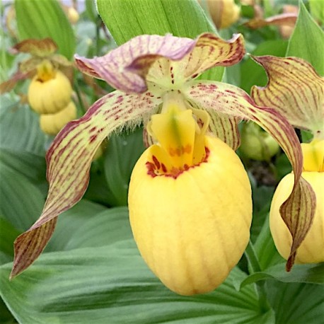 Cypripedium 'Inge'