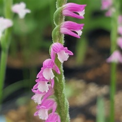 Spiranthes sinensis - Spiranthe de Chine