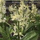 Calanthe Hybride 'White cream'