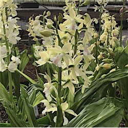 Hybride Calanthe " cremefarbene Form"