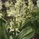 Calanthe Hybride 'White cream'