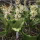 Calanthe Hybride 'White cream'