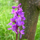 Orchis mascula - Orchidée mâle