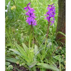Orchis mascula - orchidea maschio