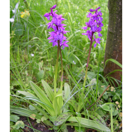 Orchis mascula - Orchidée mâle