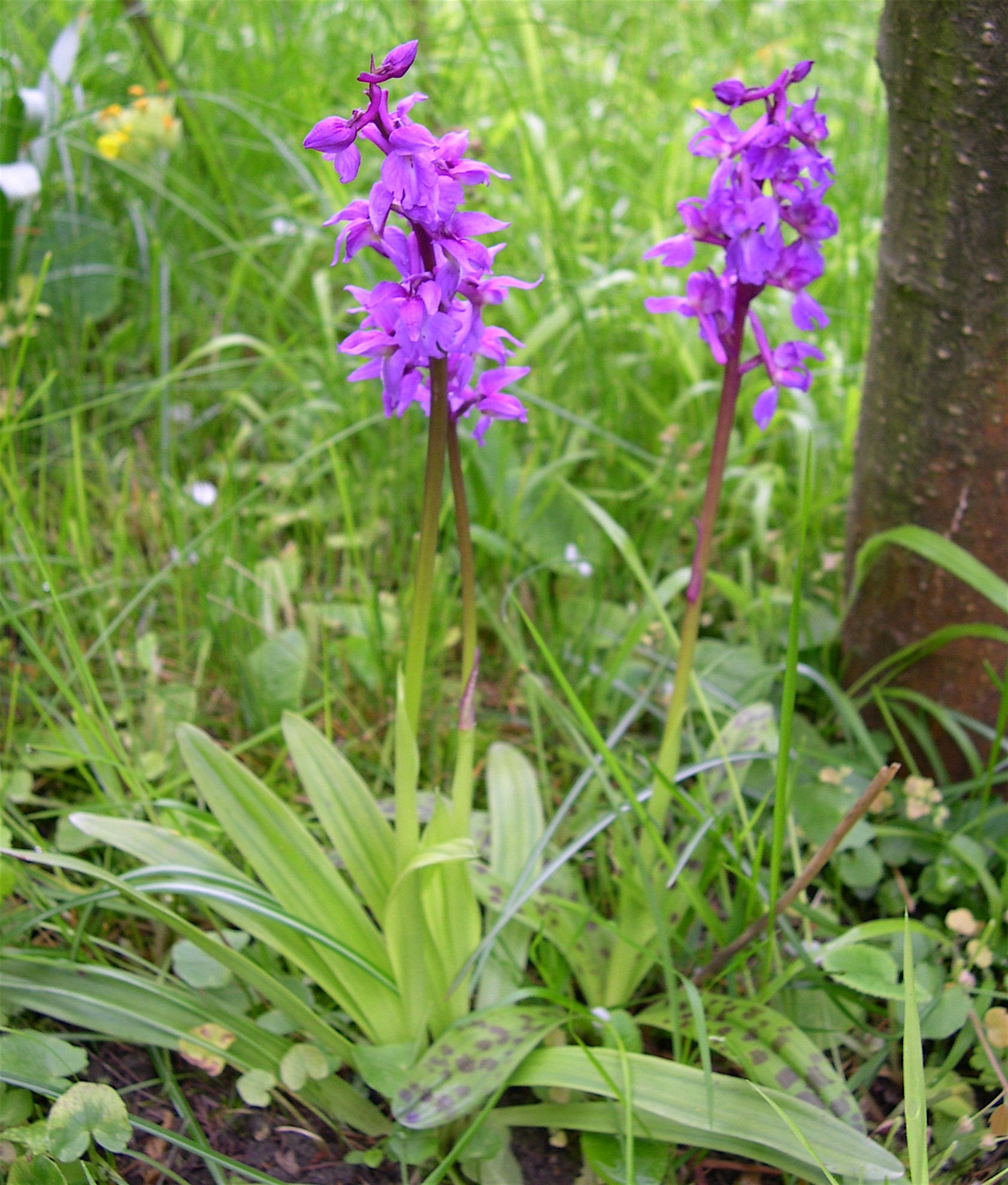 Orchis mascula Early Purple Orchid Phytesia