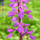 Orchis mascula - Orchidée mâle