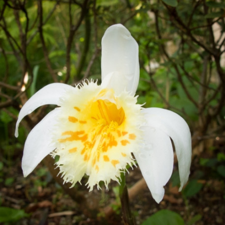 Pleione grandiflora ‘Yellow Lip’