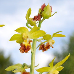 Calanthe tricarinata