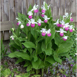 Pink-mauve Garden Orchid ❀ Cypripedium reginae - Queens Ladys Slipper ✿ Easy Garden