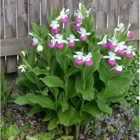 Freiland orchidee Cypripedium reginae - Cypripedium royal