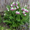 Pink-mauve Garden Orchid ❀ Cypripedium reginae - Queens Ladys Slipper ✿ Easy Garden
