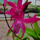 Bletilla ‘Dark Red’