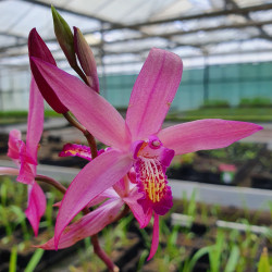Bletilla ‘Salmon Pink