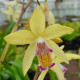 Bletilla ‘Yellow Bright’