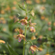 Epipactis thunbergii