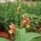 Epipactis thunbergii