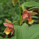 Epipactis thunbergii