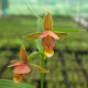 Epipactis thunbergii