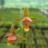 Epipactis thunbergii