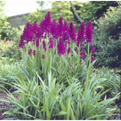 Dactylorhiza purpurella - Orchidea porpora