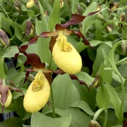 Cypripedium ‘Otto’ 