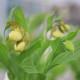 Cypripedium ‘Victoria’ 