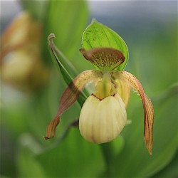 Cypripedium ‘Victoria’ 