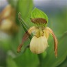 Cypripedium ‘Victoria’ XXL (6-7 tiges)