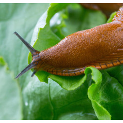 Slug Barrier - 1kg - Against slugs and snails