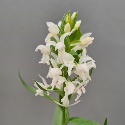 Dactylorhiza majalis ‘alba’ - Breitblättriges Knabenkraut