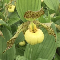 Cypripedium ‘Kristi Lyn’ 