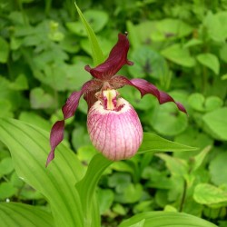 Freiland orchidee Cypripedium 'Gisela'
