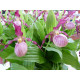 Cypripedium 'Gisela'