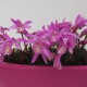 Pleione 'Tongariro' - pot de 1 litre