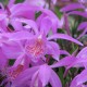 Pleione 'Tongariro' - pot de 1 litre