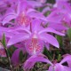 Pleione 'Tongariro' - pot de 1 litre