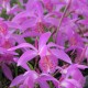 Pleione 'Tongariro' - pot de 1 litre