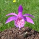 Pleione 'Tongariro' - pot de 1 litre