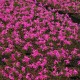 Pleione 'Tongariro' - pot de 1 litre