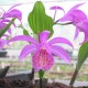 Pleione 'Tongariro' - pot de 1 litre