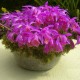 Pleione 'Tongariro' - pot de 1 litre