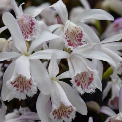 Pleione ‘Red Lips’