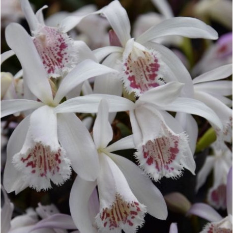 Pleione ‘Red Lips’ 