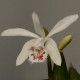 Pleione ‘Red Lips’ 