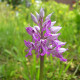 Orchis militaris - Helmknabenkraut