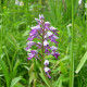 Orchis militaris - Orchis militaire